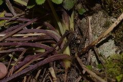 Gingidia rupicola