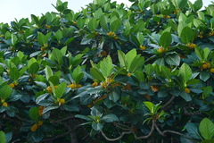 Artocarpus treculianus