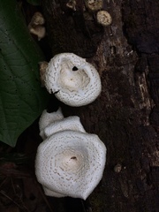 Lentinus squarrosulus