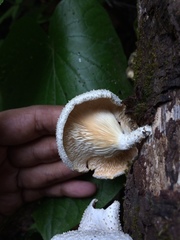 Lentinus squarrosulus