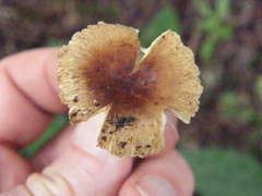 Russula acrolamellata