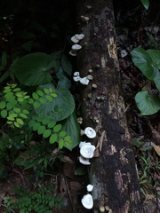 Lentinus squarrosulus