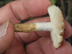 Russula acrolamellata