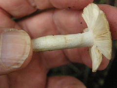 Russula acrolamellata