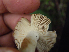 Russula acrolamellata