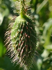 Papaver rhoeas