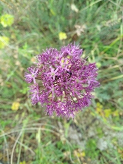 Allium cyrillii