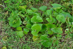 Farfugium japonicum japonicum