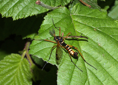 Ctenophora flaveolata