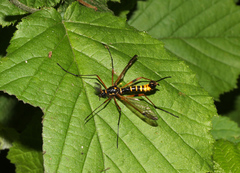 Ctenophora flaveolata