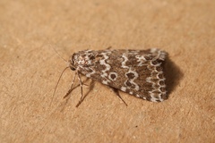 Alvaradoia disjecta