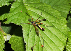 Ctenophora flaveolata
