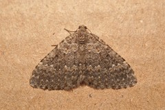 Cataclysme uniformata