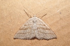 Perconia strigillaria