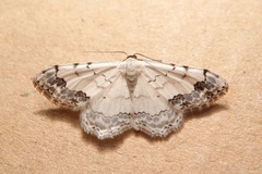 Scopula decorata