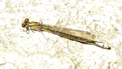 Pseudagrion furcigerum