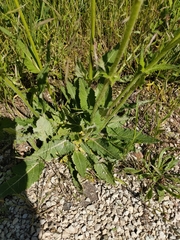 Salvia pratensis