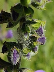 Salvia pratensis