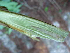 Lindera erythrocarpa