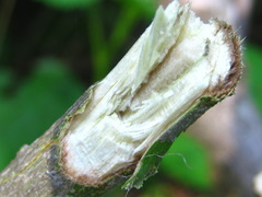 Lindera erythrocarpa