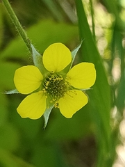 Geum urbanum