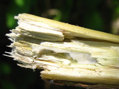 Clerodendrum trichotomum