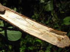 Lindera erythrocarpa