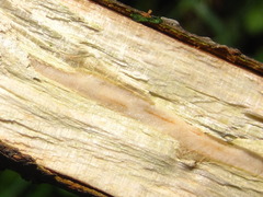 Lindera erythrocarpa