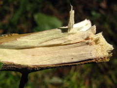Corylus heterophylla