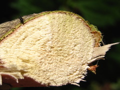 Corylus heterophylla