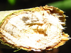 Fraxinus chinensis