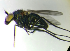 Hercostomus rusticus