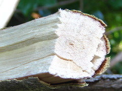 Corylus heterophylla