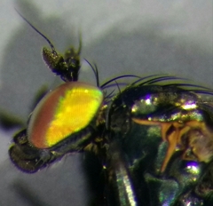 Hercostomus rusticus