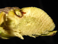 Staphylea bumalda