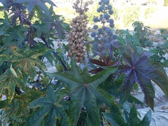 Ricinus communis