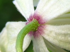 Clematis trichotoma