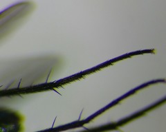 Hercostomus rusticus