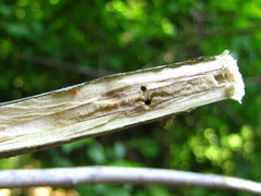 Neoshirakia japonica