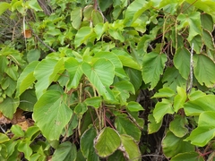 Acalypha grandibracteata