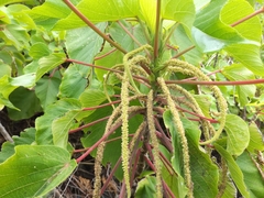 Acalypha grandibracteata