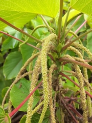 Acalypha grandibracteata