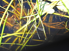 Lestes tridens