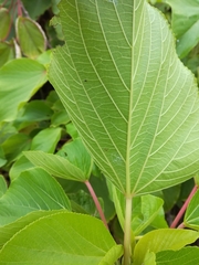Acalypha grandibracteata