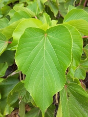 Acalypha grandibracteata
