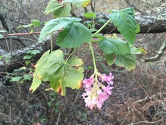 Ribes sanguineum glutinosum