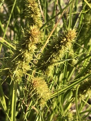Carex neurocarpa
