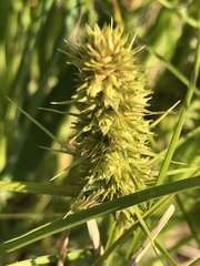 Carex neurocarpa