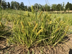 Carex neurocarpa
