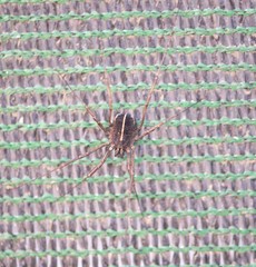 Zachaeus crista
